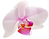 png white pink orchid